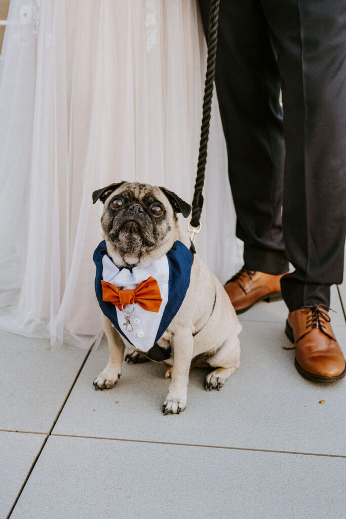 A pug with a tuxedo bandana standing at the feet of a wedding couple. 