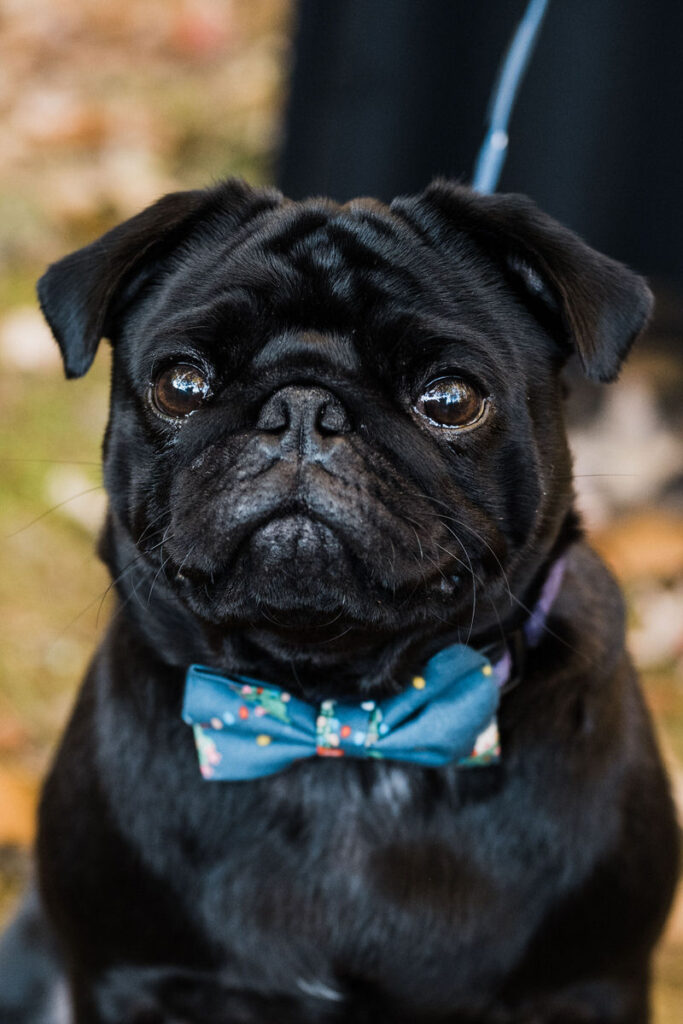 Close-up of a black pug dog wearing a patterned bow tie, looking at the camera with big, expressive eyes