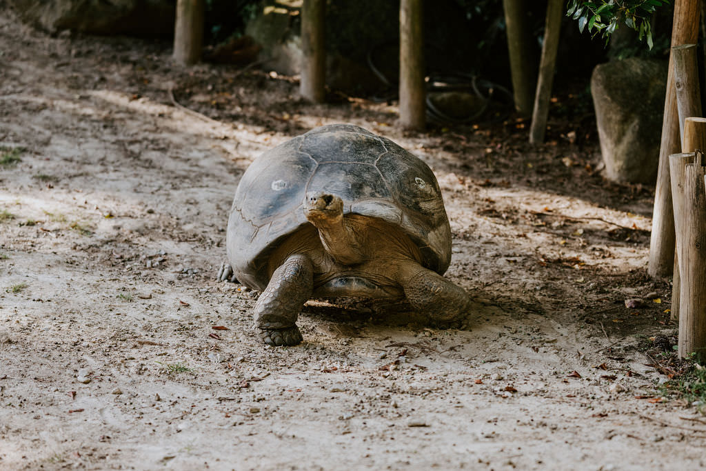 A large tortoise walking on a dirt path at a zoo.
