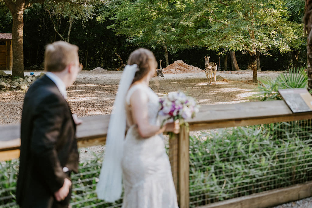 A newlywed couple looking at a zebra in an open enclosure from behind a wooden fence.