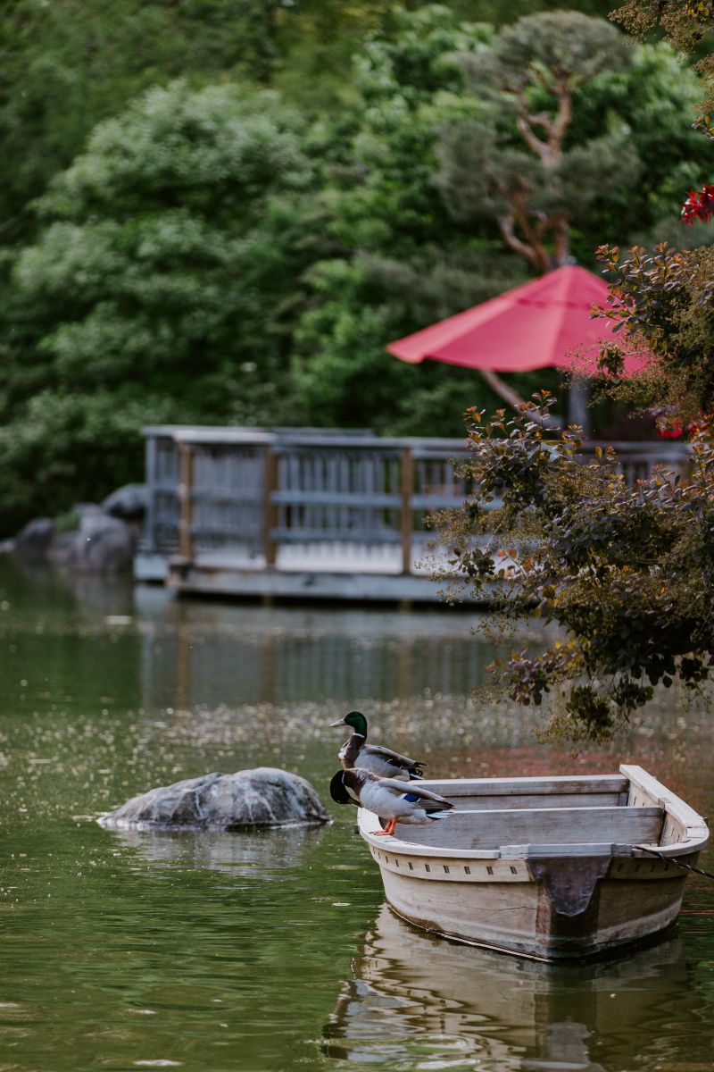 a boat with ducks perched on top of it on top of a koi pond